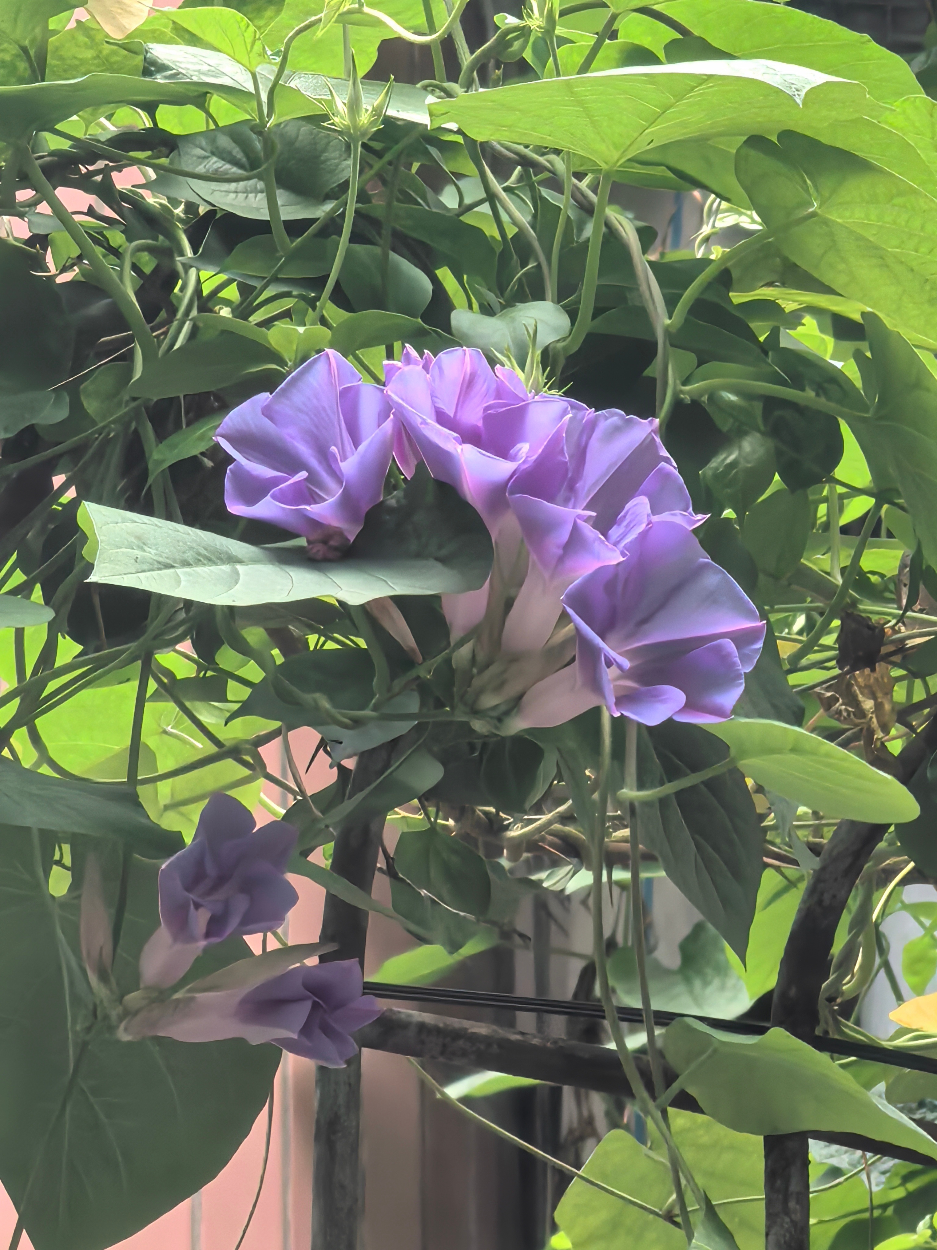 一早看看喇叭花，健康快乐有钱花！老友记早晨！[捂脸]