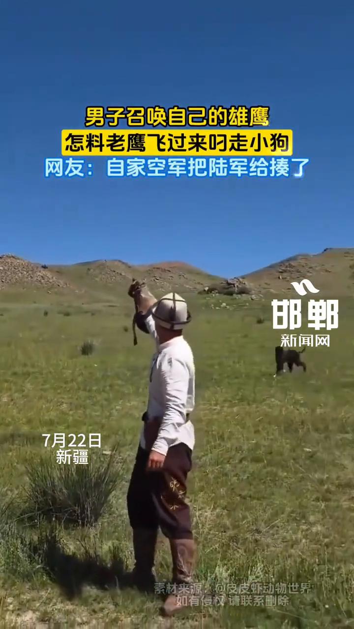 男子召唤自己的雄鹰，怎料老鹰飞过来叼走小狗。网友：自家空军把陆军给揍了。
邯郸新