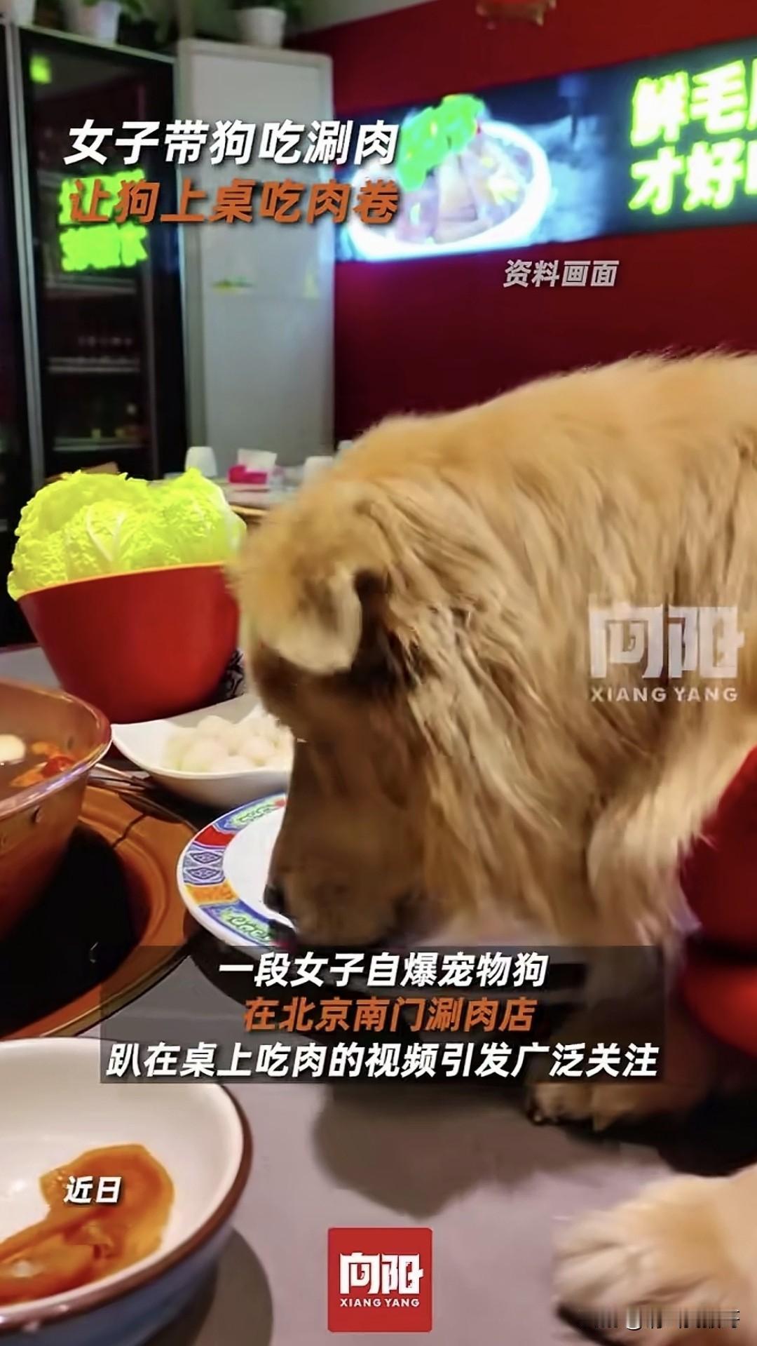 这种人真没有公德心！
近日一女子到火锅店就餐，不仅把宠物狗带进餐馆，还让宠物狗直