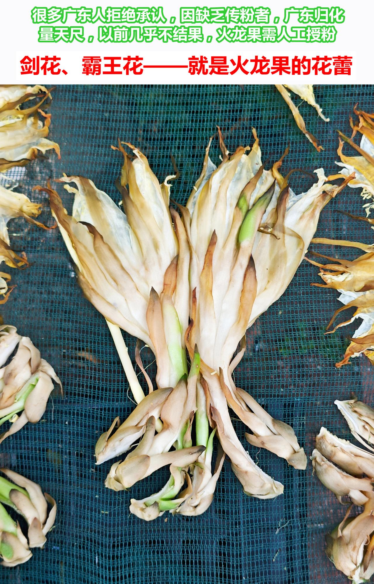 广东人为何不信：剑花、霸王花，即火龙果花

很多广东人拒绝承认，剑花/霸王花，就