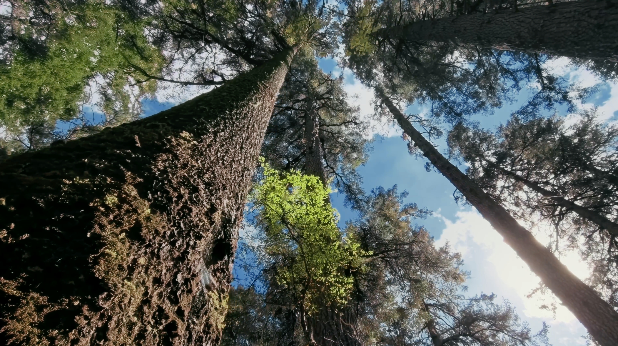 看了用华为Mate X7拍摄的样片，真的再次被惊艳到哦！全新升级的第二代红枫原色