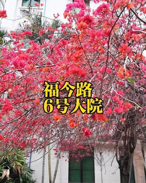 福今路6号大院，藏着一处好美的三角梅
📍广州 福今路6号大院
0元玩转这座城 