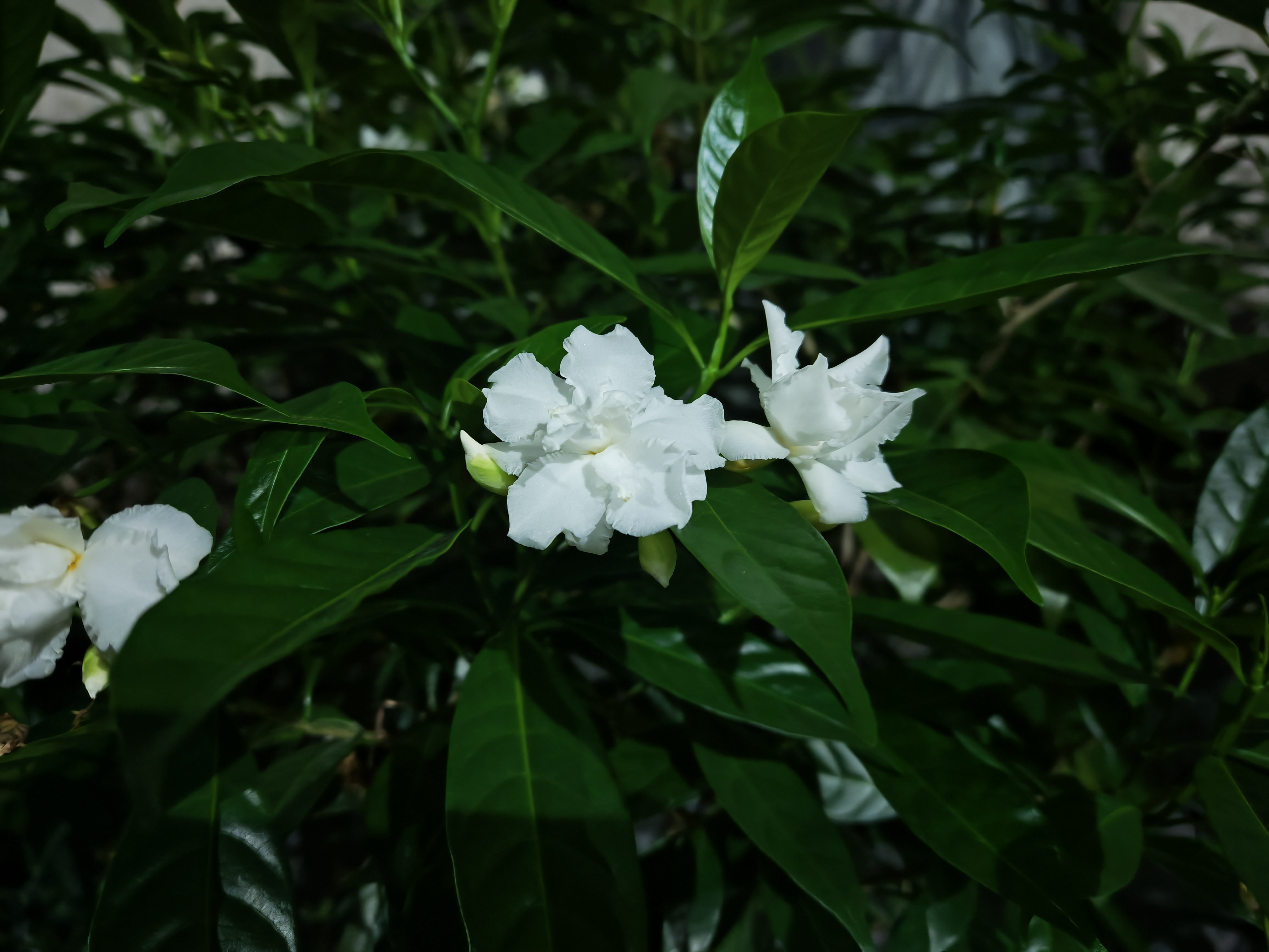 乍一看以为是夹竹桃，仔细看看是狗牙花……不过狗牙花也是夹竹桃科的，勉强也没猜错