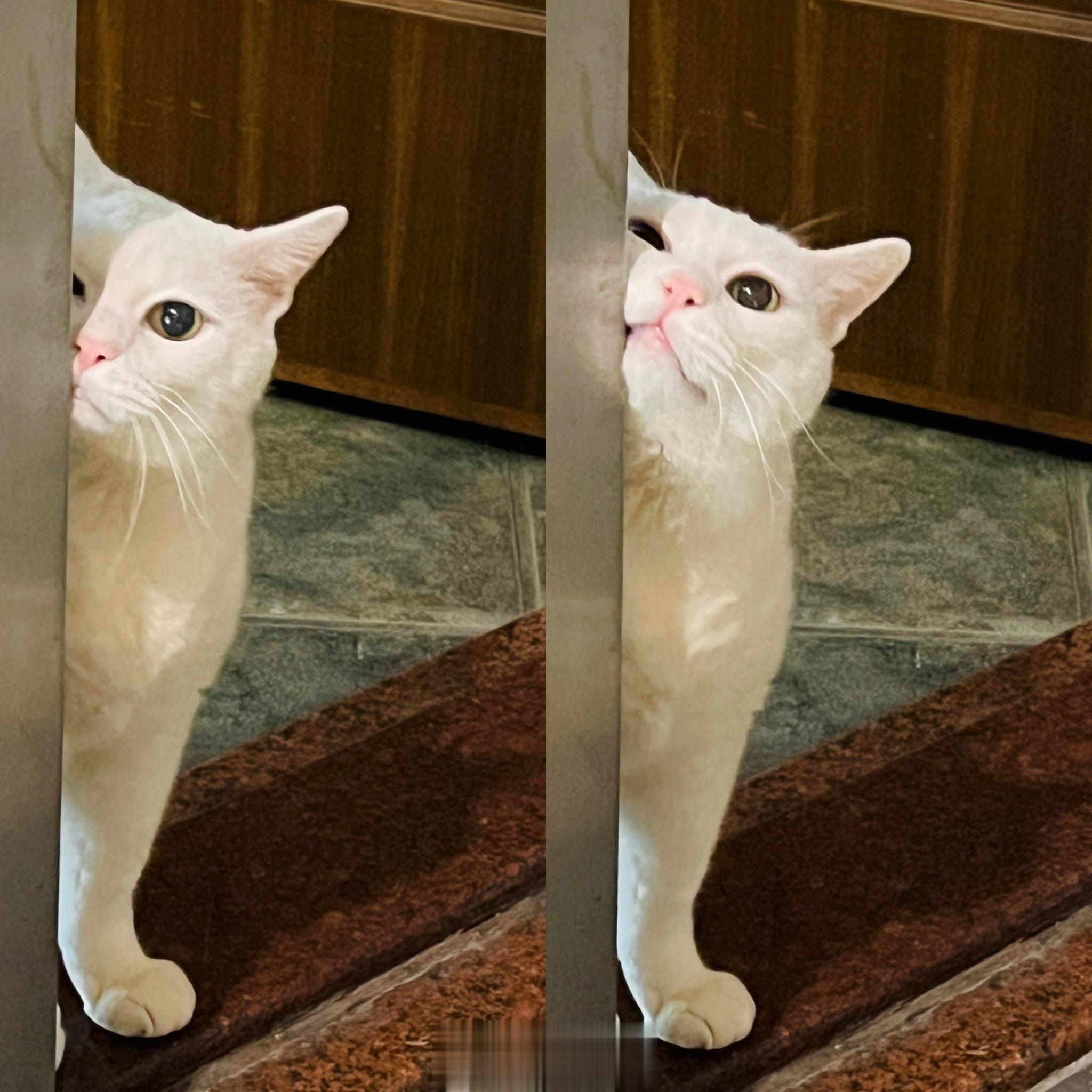 吉：放風不太適合偶，偶還是在這裡蹭蹭就好。 ​​​