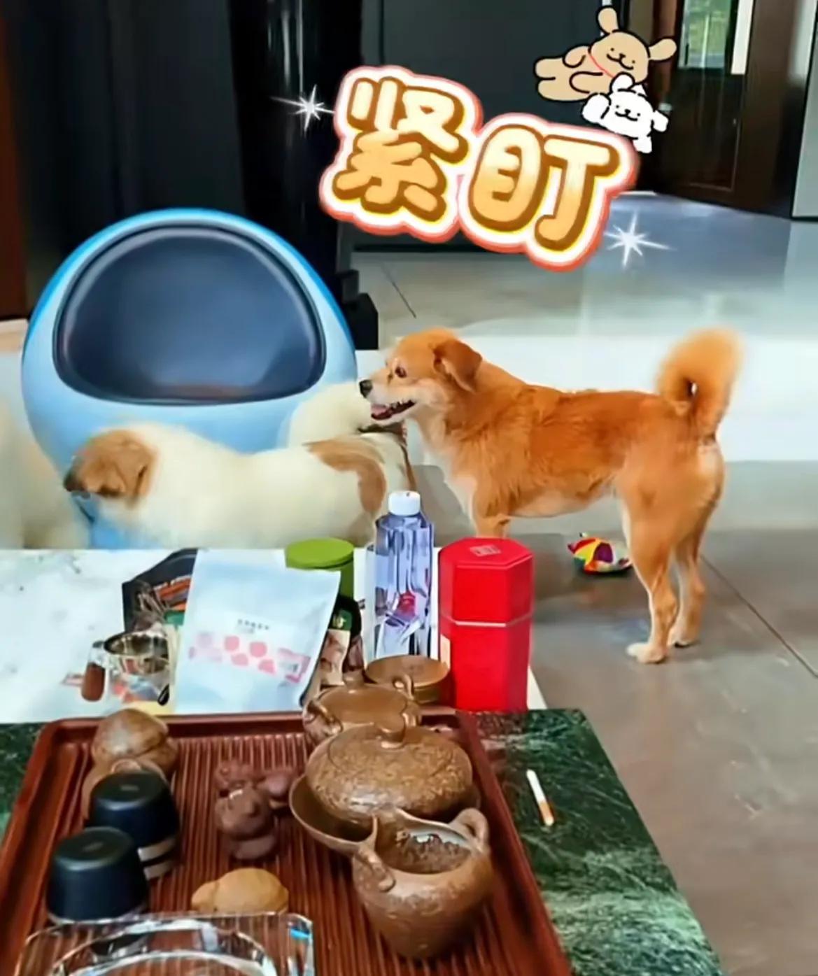 山东烟台，身价5万的伯恩山犬啾啾被黄17欺负了，100斤重的大啾啾，居然害怕20