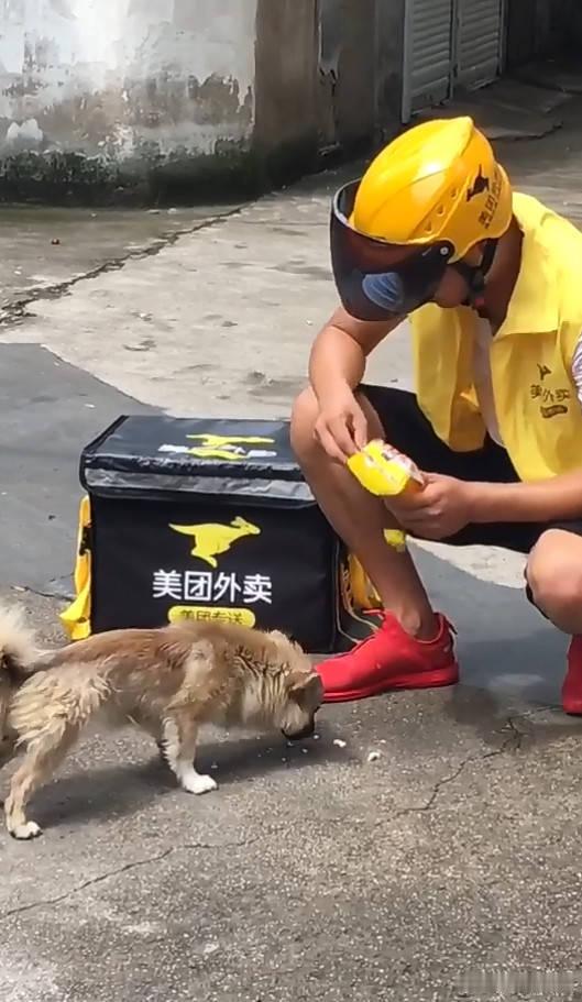 小狗每次拿外卖都把家具暴打一遍59万热度笑翻天！这只狗狗简直是"暴力接收员"！每