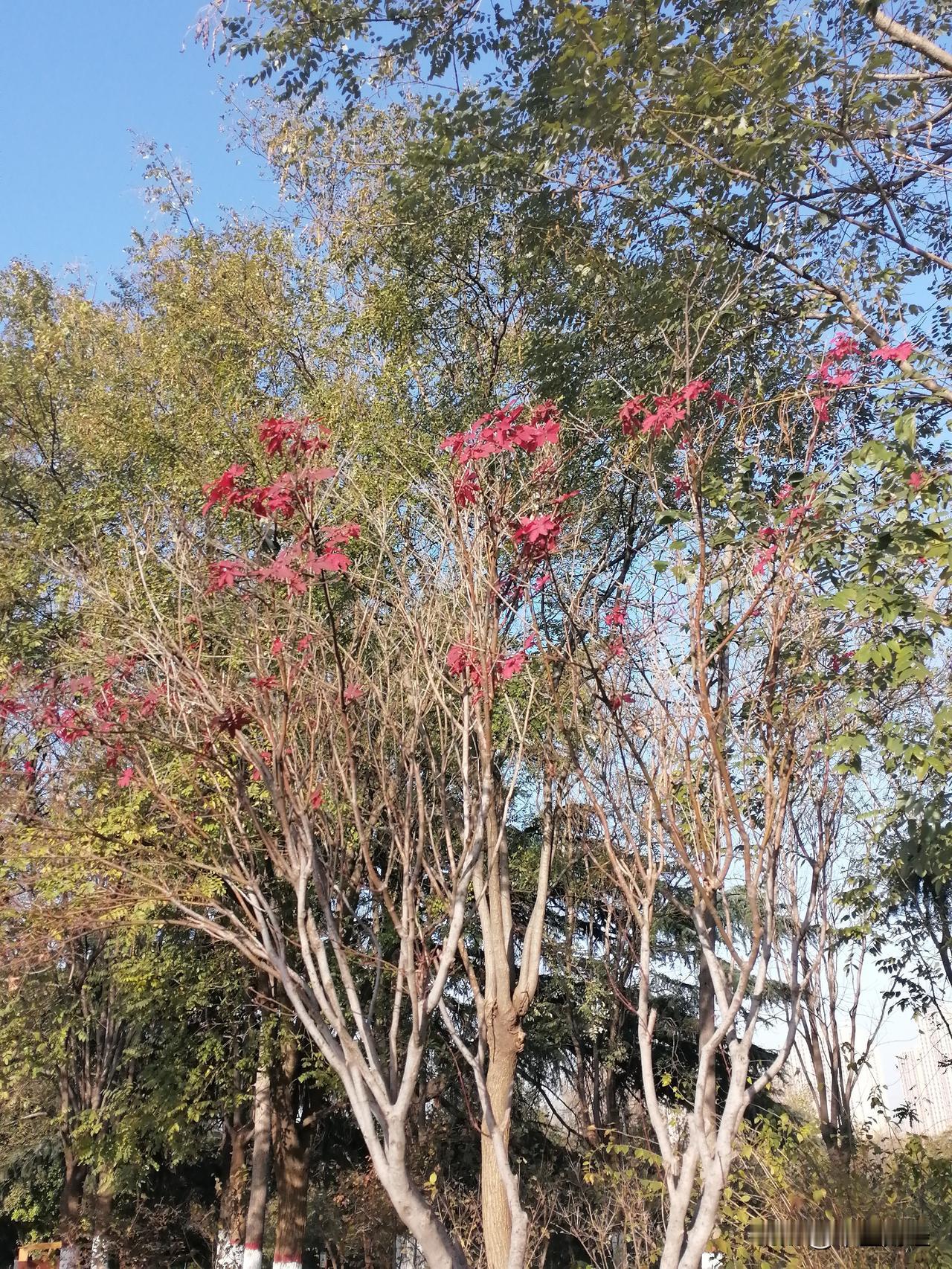 红叶与绿叶的交汇，显示出人生过程中的一个起伏和交融，绿叶在冬季的时候不断的变黄，