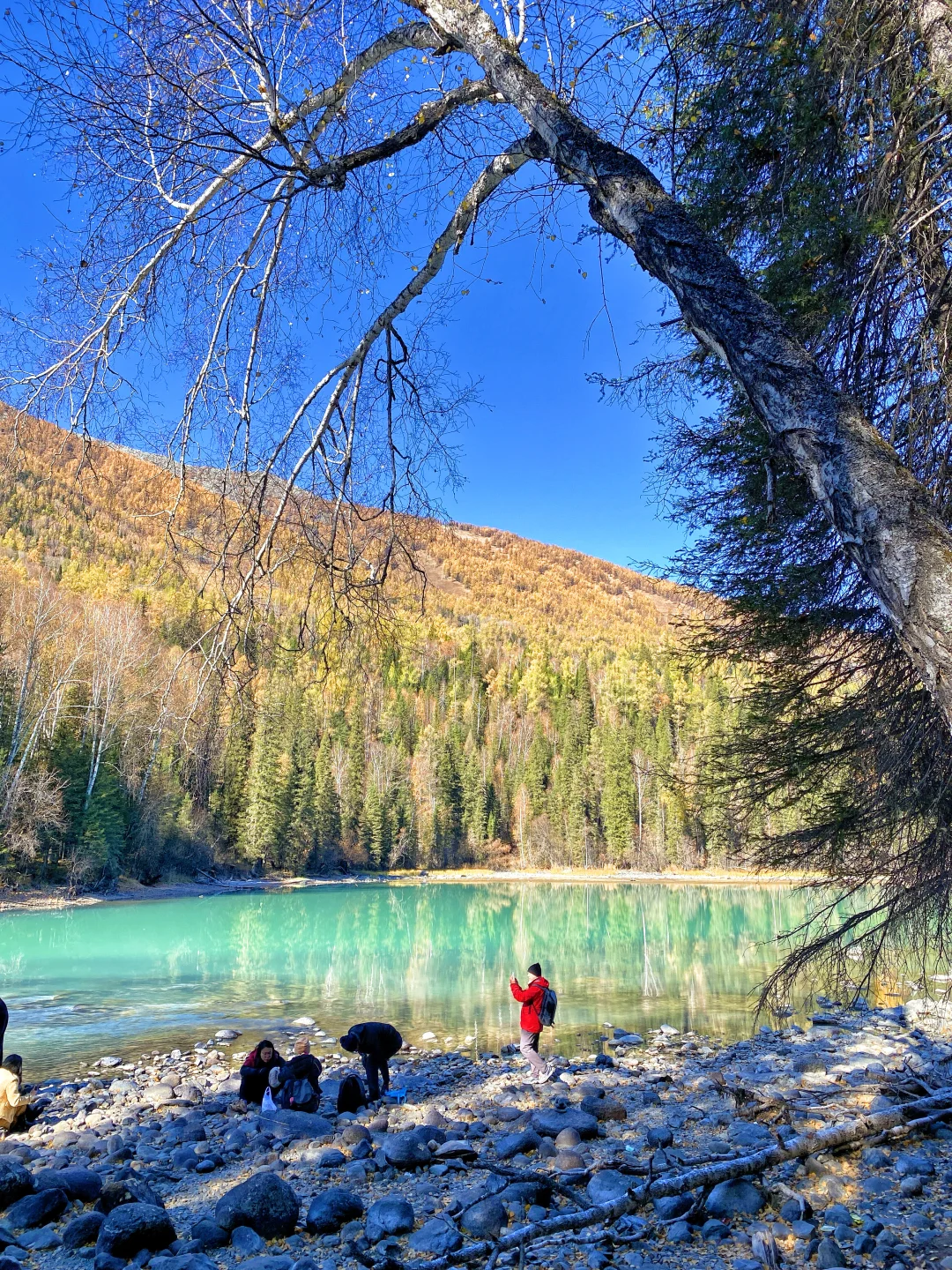 人间仙境喀纳斯‼️超全游玩清单‼️