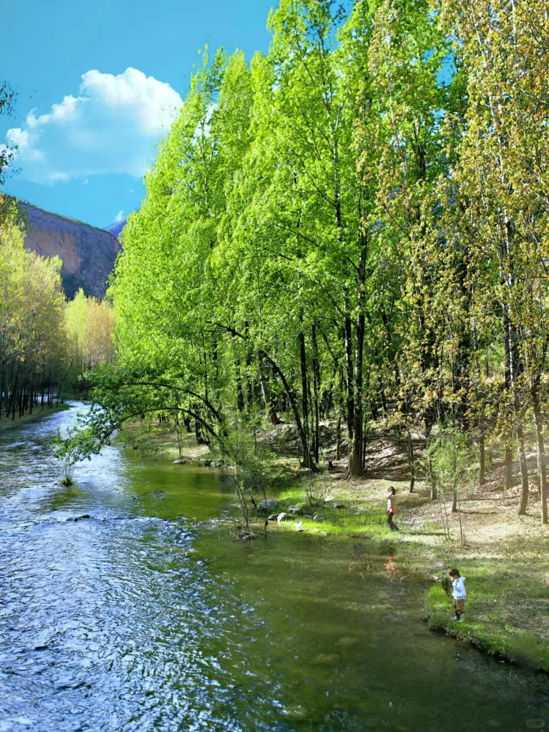 在北京🌲我发现了0元森林秘境露营地