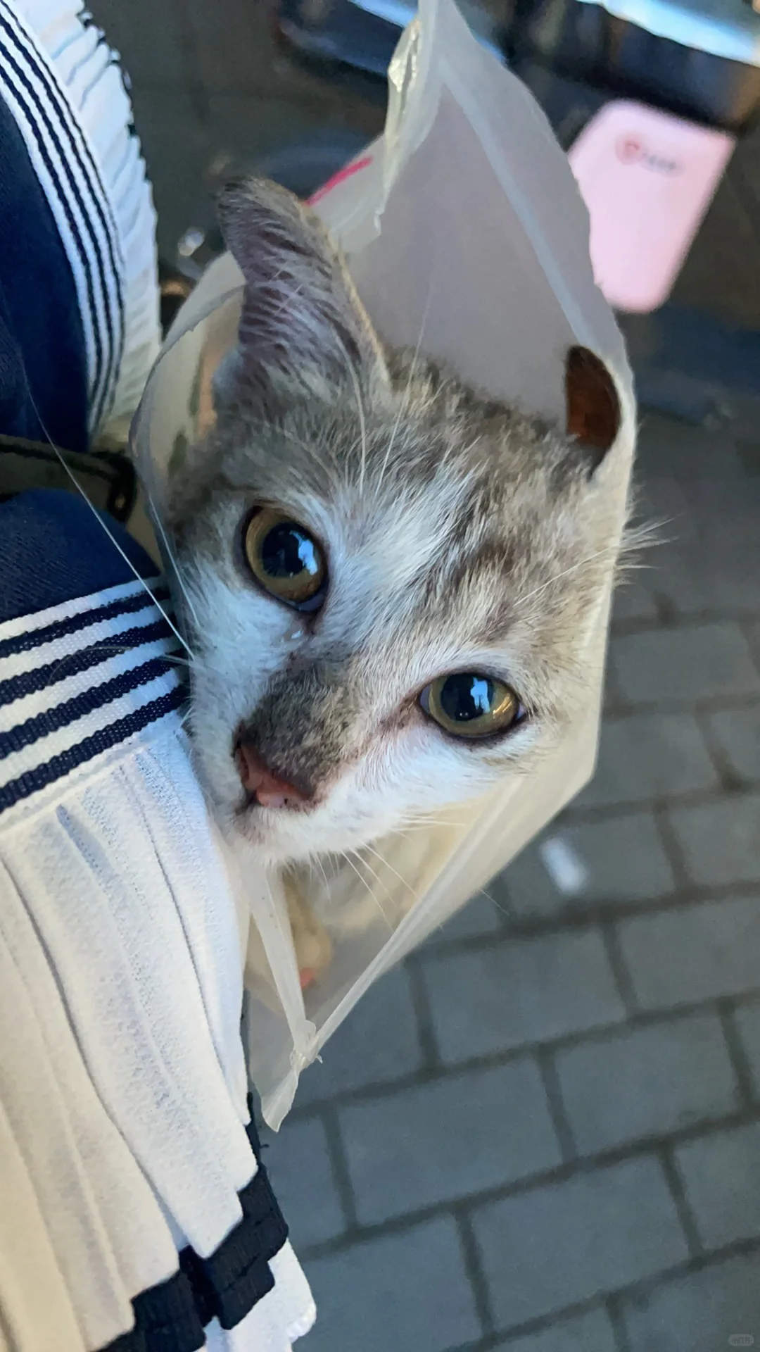粘人小三花猫广州天河找领养