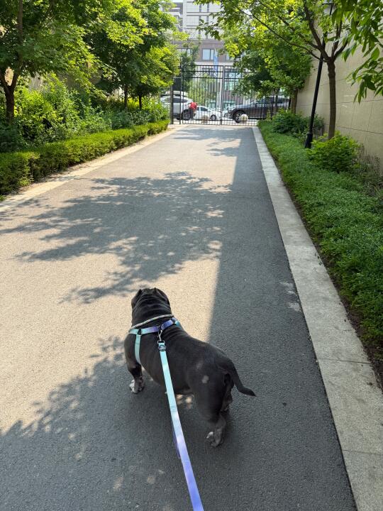 今天是追随者小狗🐶