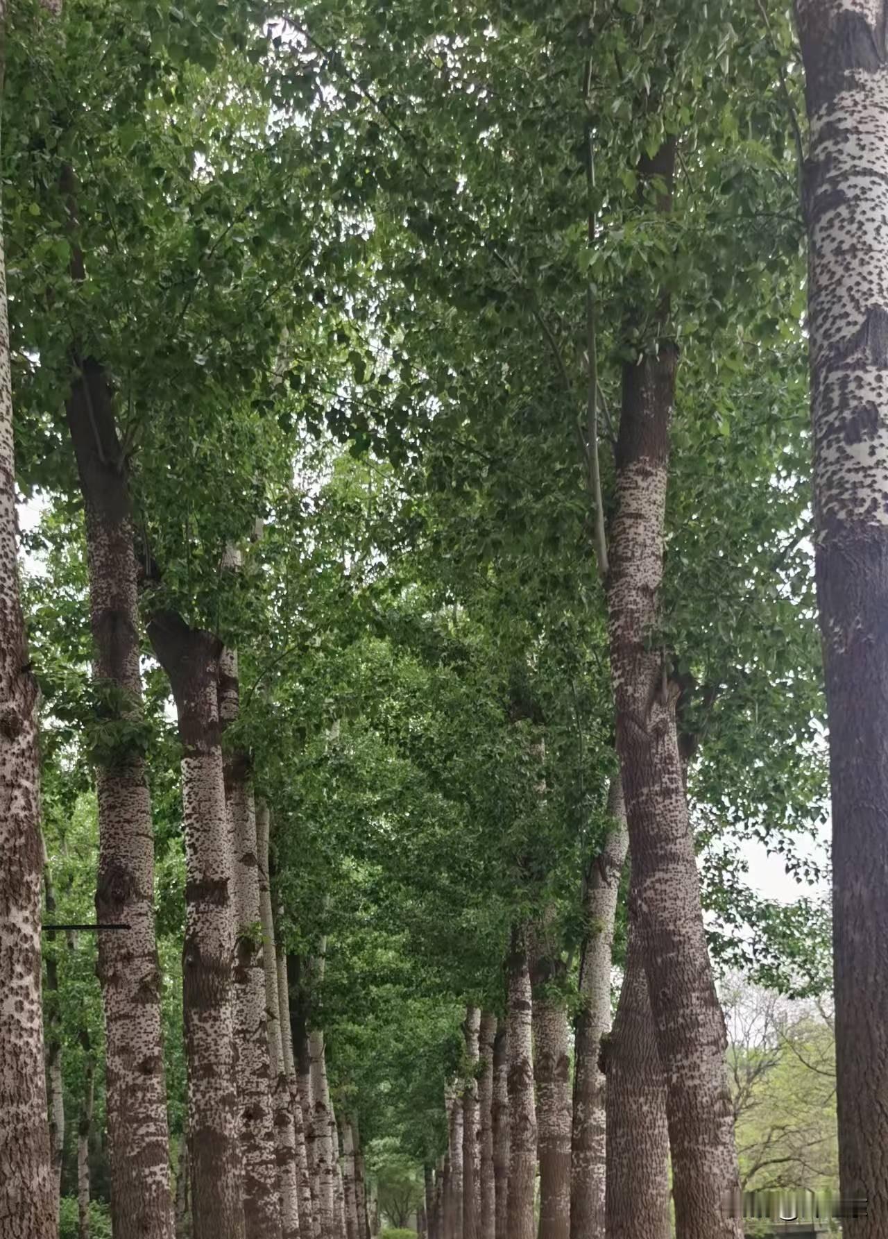 春绿打油诗
绿色盈眸遮蔽空，
耳畔惟闻鸟鸣声。
碧水池塘洗欢悦，
请续句……
（