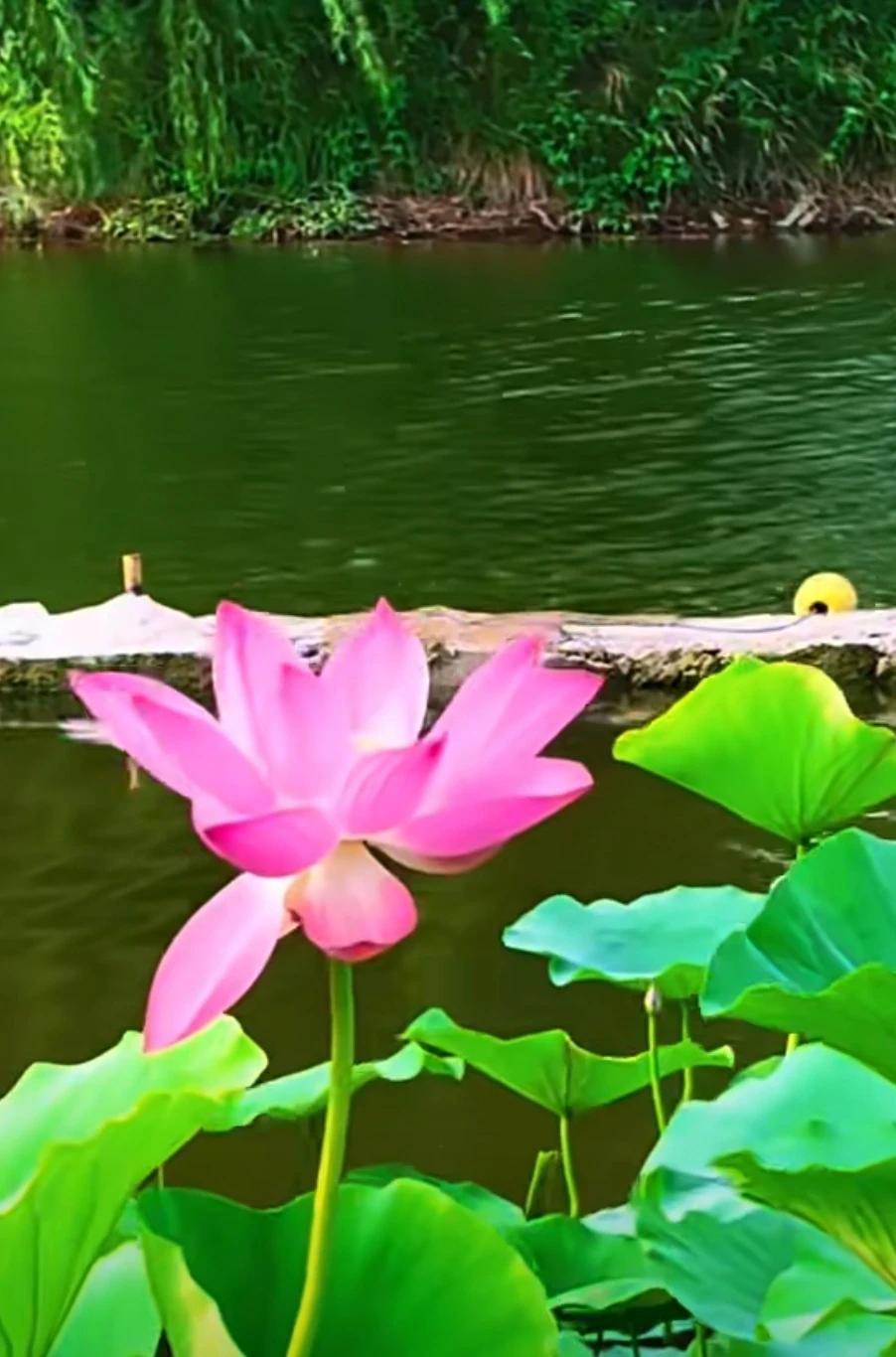 一池碧水亭亭红莲，绿叶层层舒展。荷花清雅脱俗，迎着骄阳静静绽放。微风轻拂，暗香浮