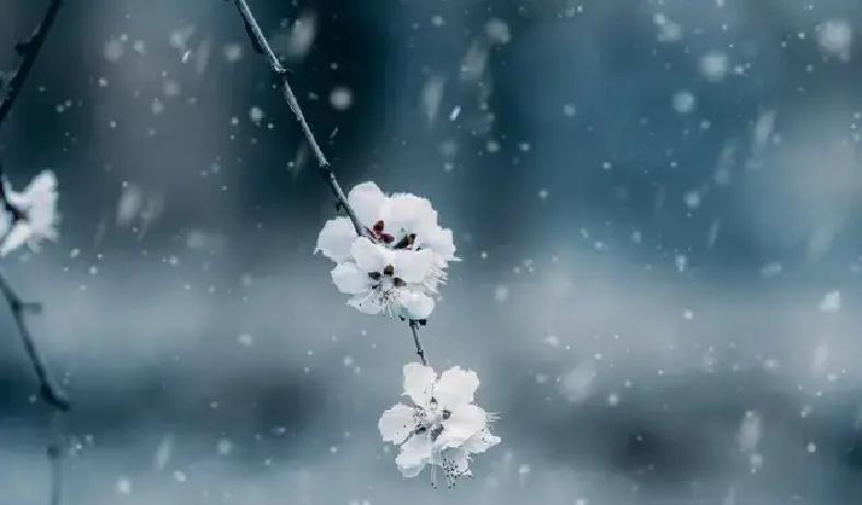 檐角冰凌刚化开，北京城区白玉兰预计3月22日左右炸开第一朵，可去年冬末站台那句“