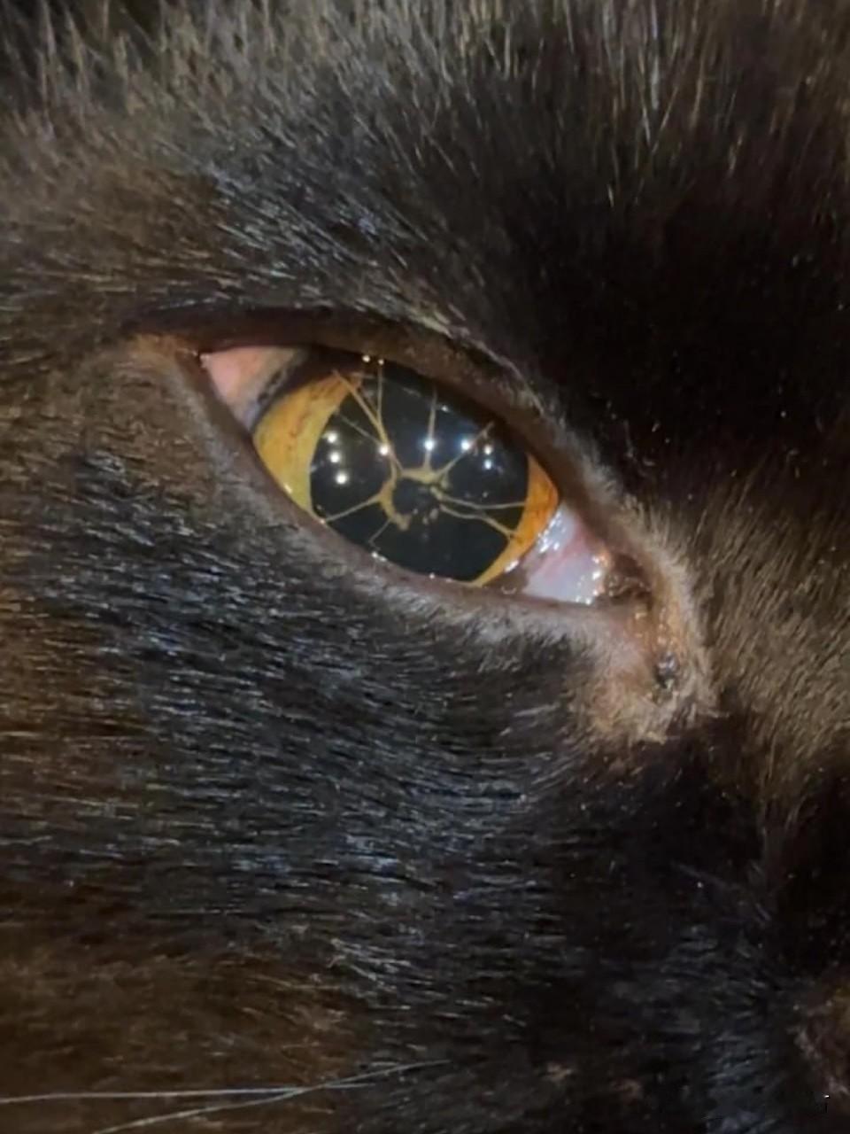 一名Reddit女用户发布了自家猫咪的照片，这只猫有着罕见的先天性眼部特征——永