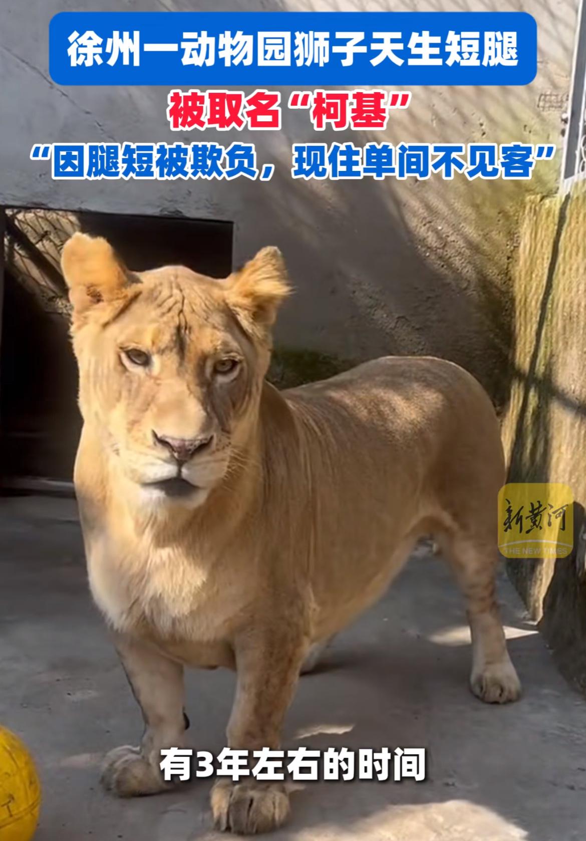 徐州动物园一头短腿狮子在网上走红了。

江苏徐州动物园，一头4岁的狮子因为小短腿