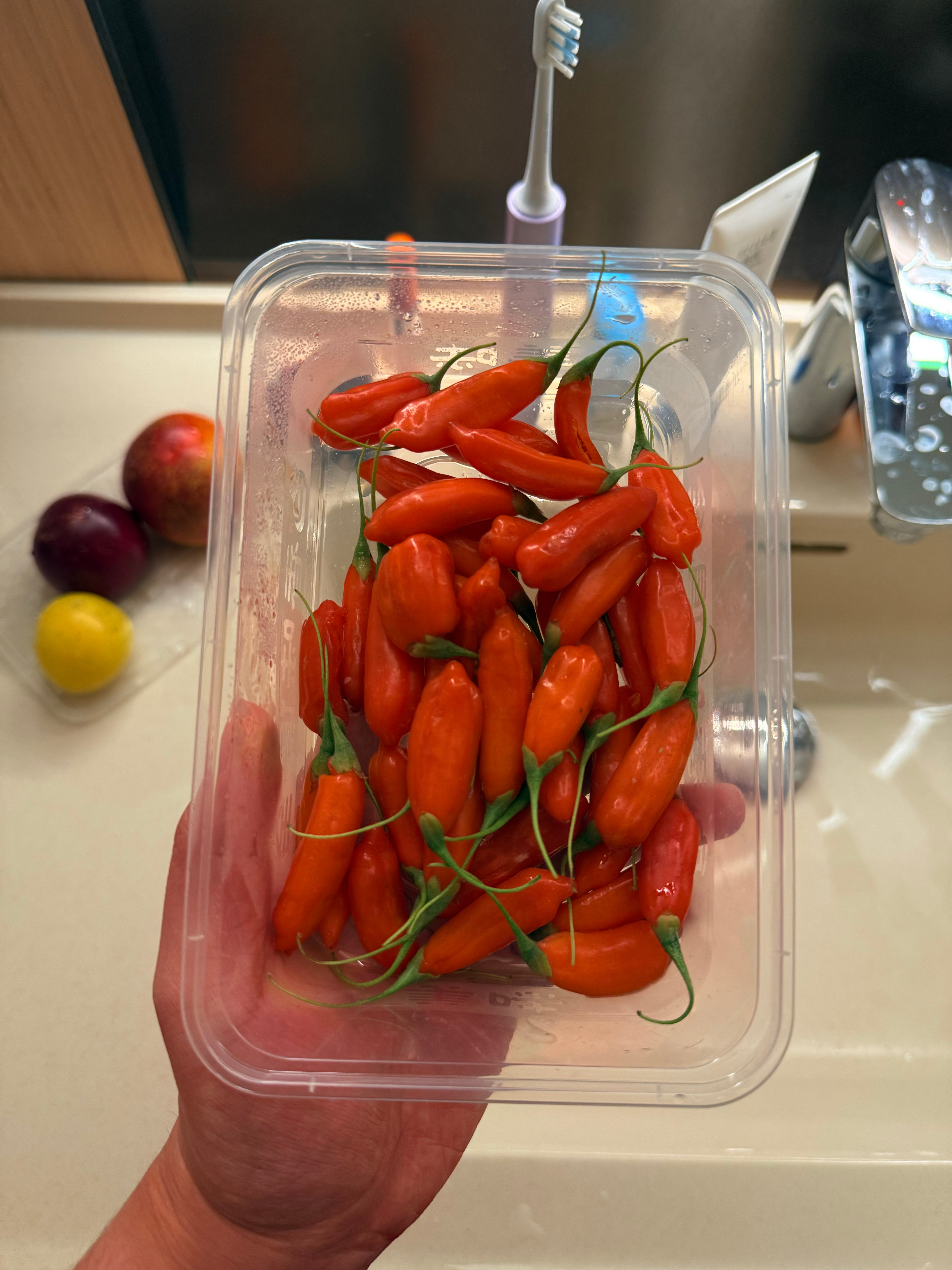 新鲜枸杞咋恁大 