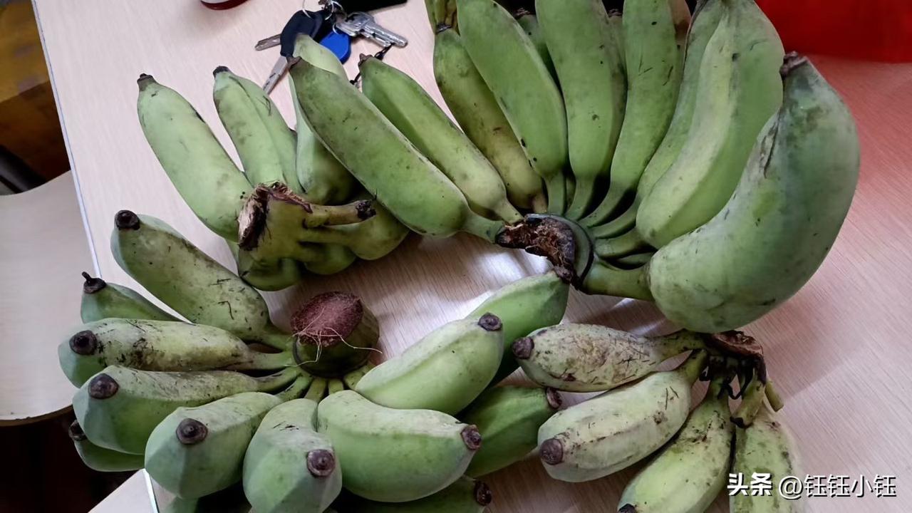 咱自己种的芭蕉熟啦！看这两大串青愣愣的，虽说还没变黄，但摸着手感瓷实，一点农药没