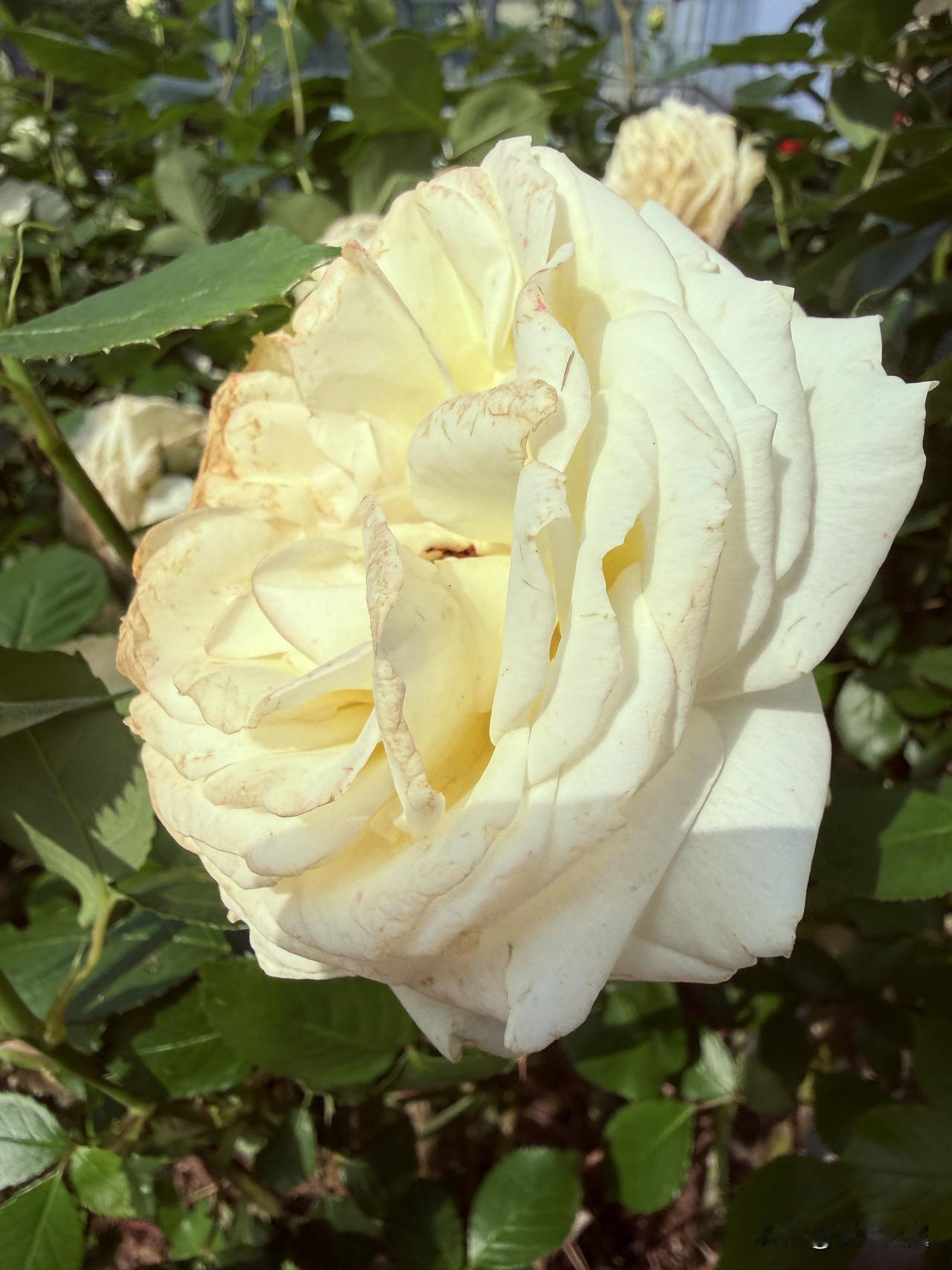 【小对联】
上：……？
下：芬芳。