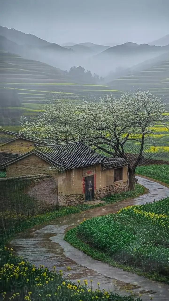 银杏树、老瓦房，想起外婆劳累的模样！下雨天待家里，和外婆一起剥豆子的日子，已经成