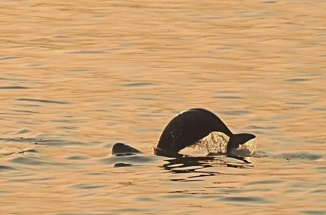 2026年1月30日，北京国新办发布会爆出重磅消息：长江江豚数量涨到1426头，