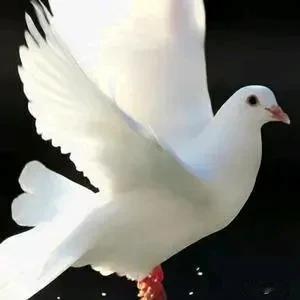 #下联：月月平平安安。求上联#
上联：年年順順利利
          平平仄仄