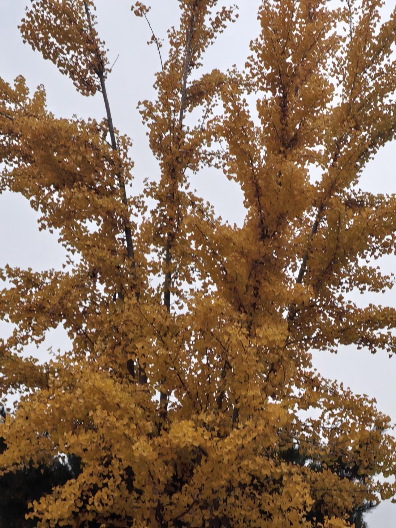  
 
秋天可以是山林中五彩斑斓的树叶，阳光透过树叶洒下，形成斑驳光影。也可以是