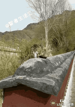 这一看就是道家的，仙风道骨就是这么来的。