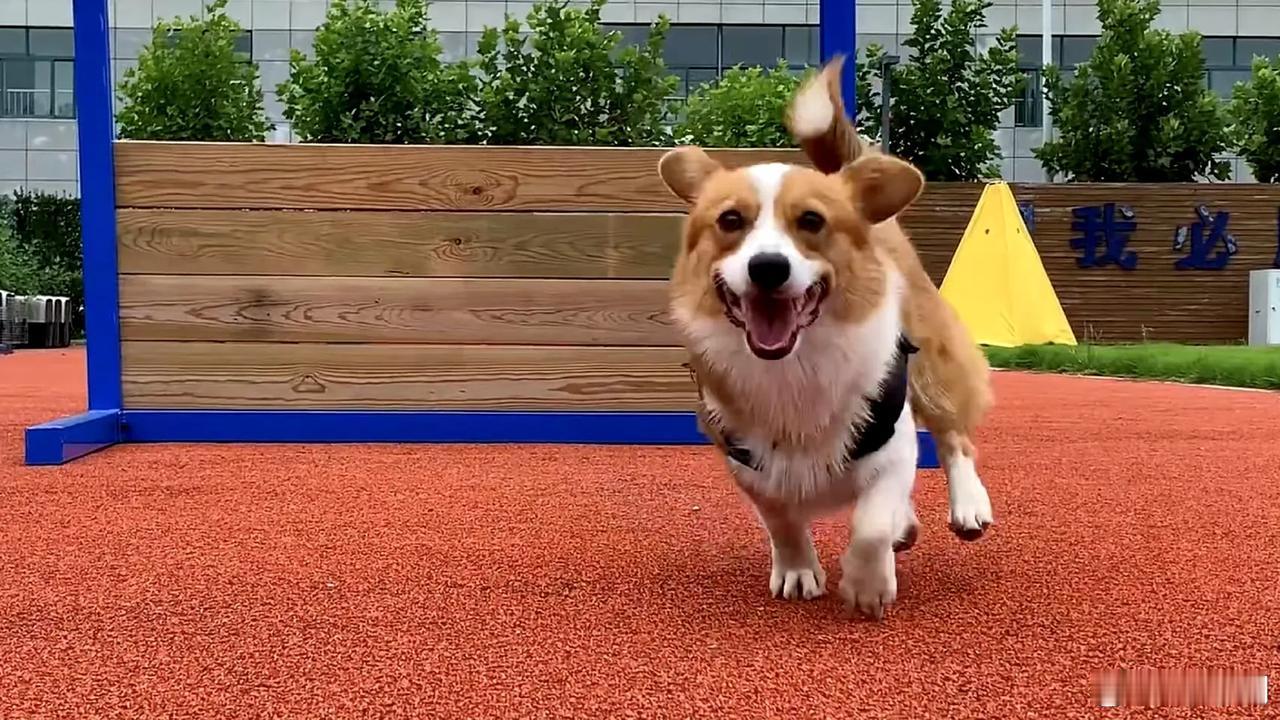 这是中国首只柯基警犬，叫“福仔”，拥有40万粉丝，是山东潍坊市公安局在编“警员”