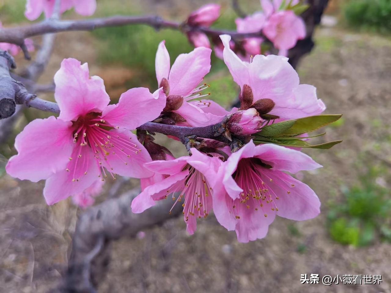 过了春分，我们这里就变成了粉色的海洋，因为桃花朵朵开呀。

地处太湖之滨南山脚下