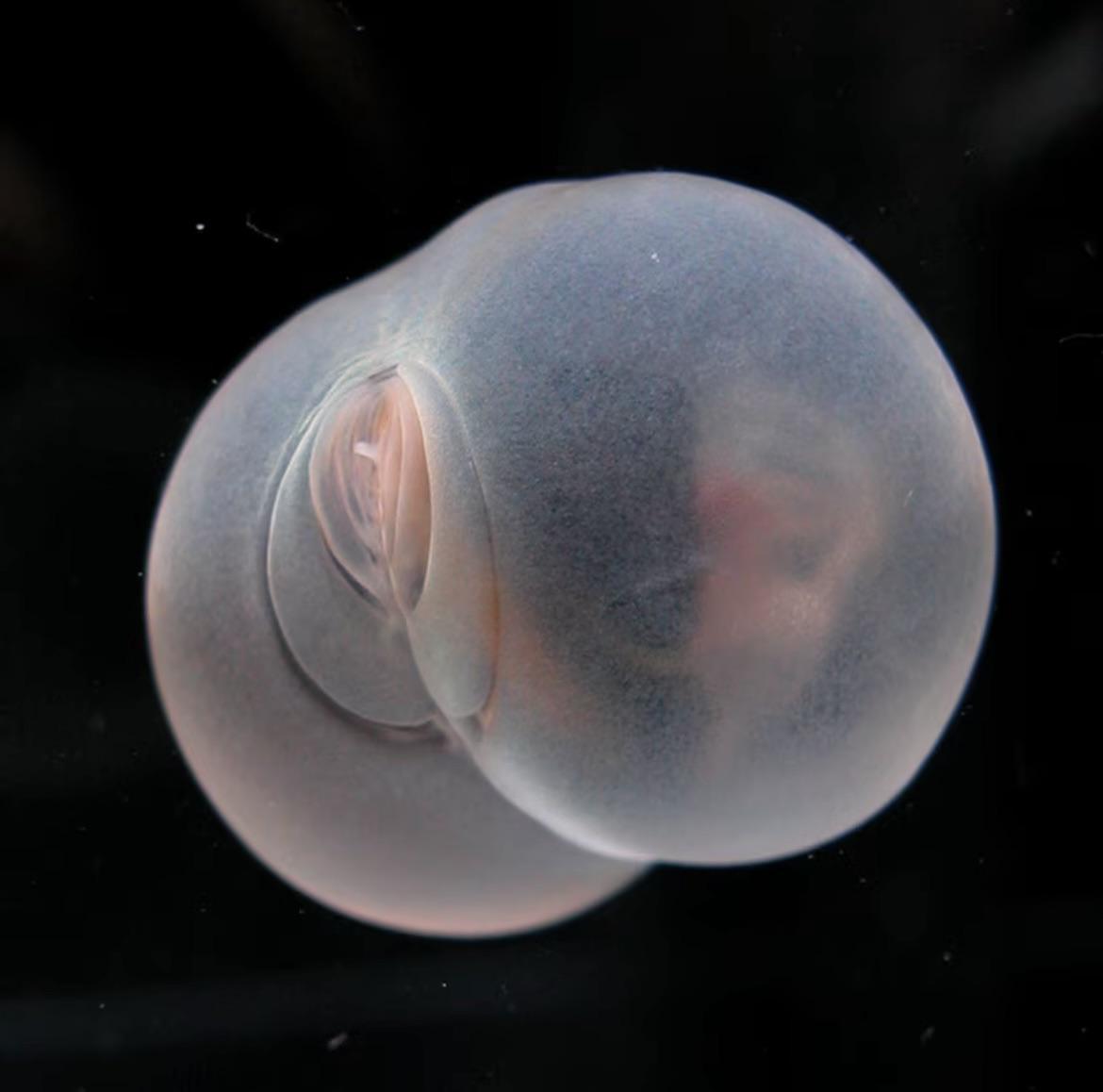 这是猪屁股虫，一种外观与其名字一模一样的深海生物，至今仍是一个生物学之谜。 ​​
