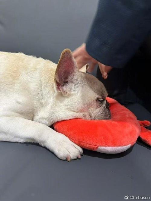 3月8日，孙俪发文悼念陪伴家人14年的小狗“奶牛”，它已于2月6日在睡梦中安详离