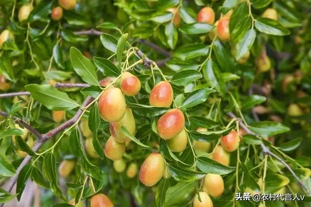 难怪富贵人家门口都有树！这4种 “旺宅神器”，好养好看还招财。
 
去朋友家串门