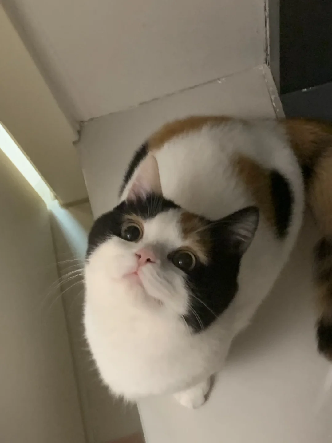 今天开始遵守小猫生活法则