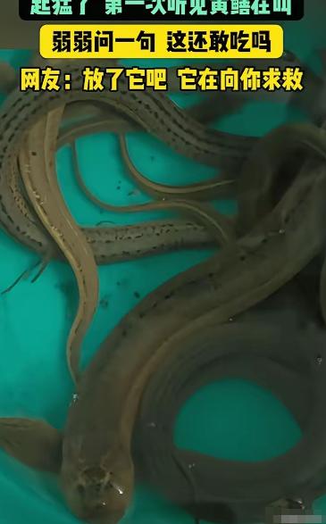 江苏，男子抓了些黄鳝回去吃，结果，他拿刀准备动手时，突然，一条黄鳝竟然发出"嘤嘤