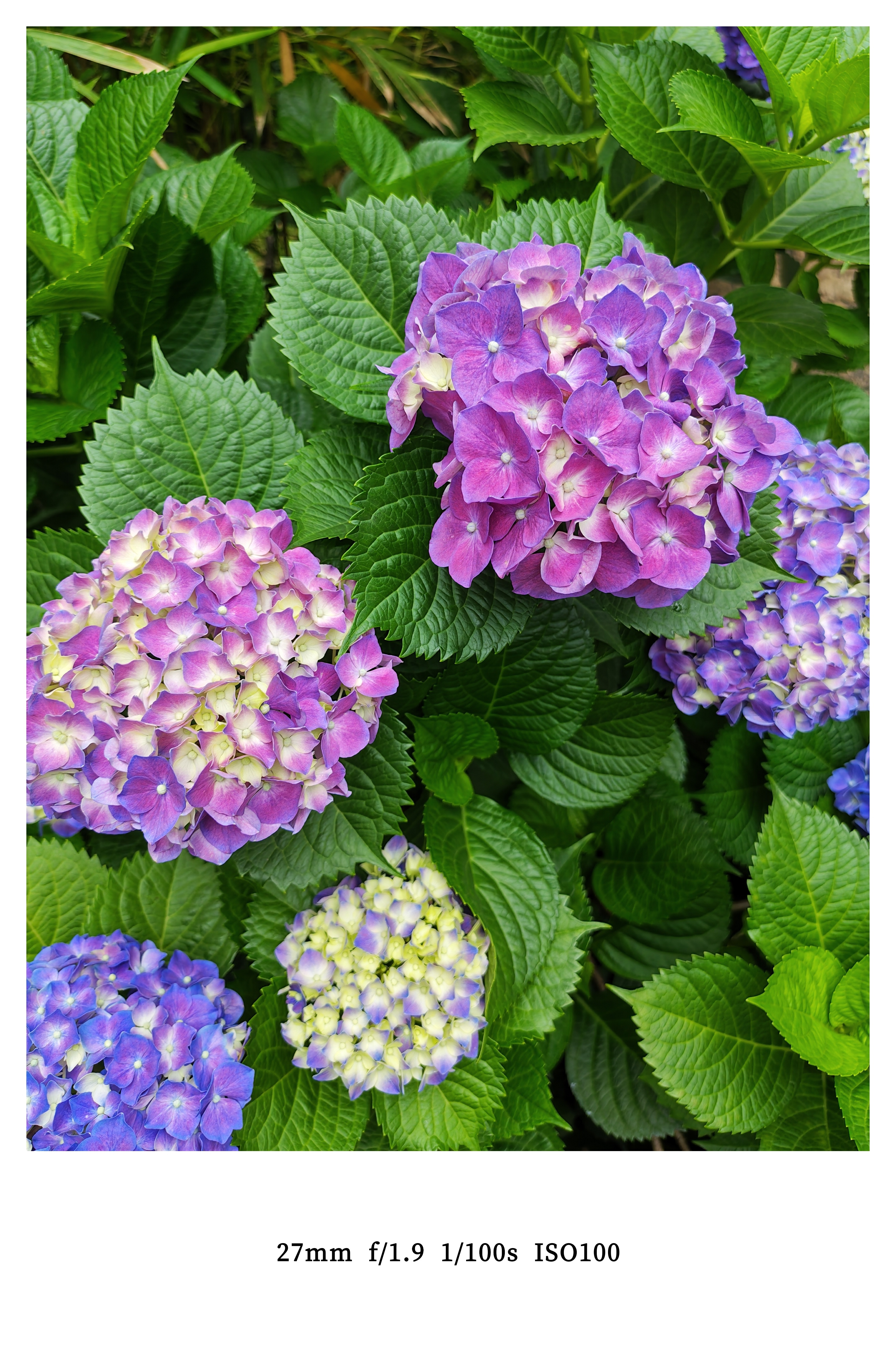 这个花真好看每天早起打卡