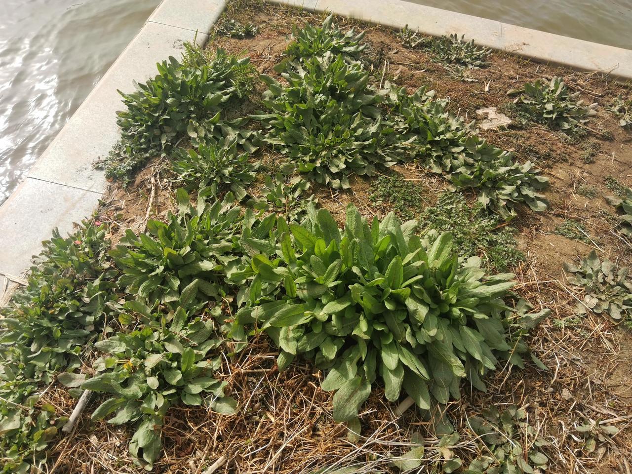河边的这些荠菜好大好鲜啊！竟然没人发现。
#你摘过野菜吗？# 
#有谁了解荠菜吗