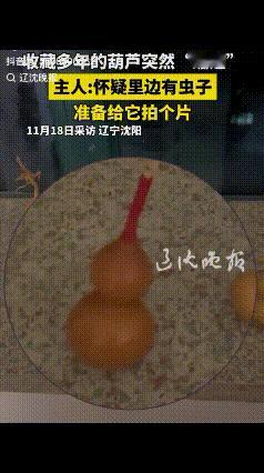 “彻底解释不清了！”辽宁沈阳，一男子收藏多年的文玩葫芦，自己突然左右摇摆，男子好