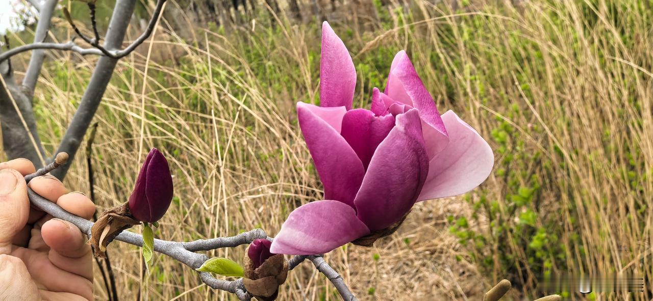 诉衷情·倒春寒见玉兰

东风一夜返玄都，冷透翠罗襦。
霓裳犹怯春暮，半掩面、倚庭