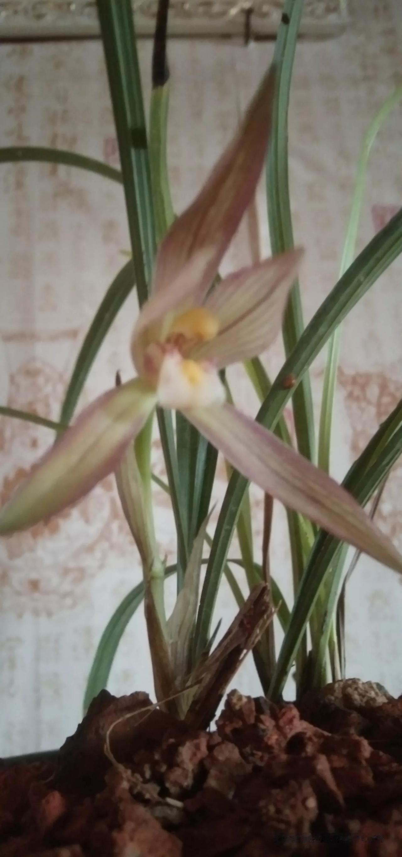 我养兰到现在，各方面都顺利，说明兰花本来是中性的，所需的也是中性的，这就导致了各