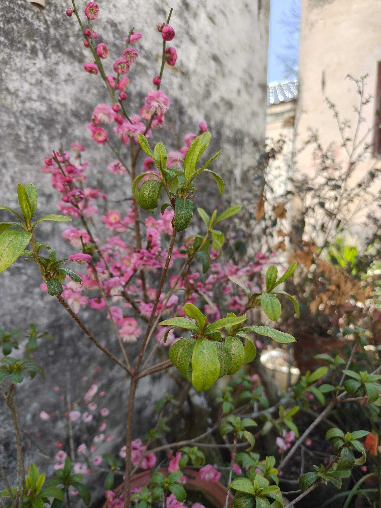 老家祖屋老屋～今天上山⛰️
回祖屋看看～🌿🌿🌿🌿🌿