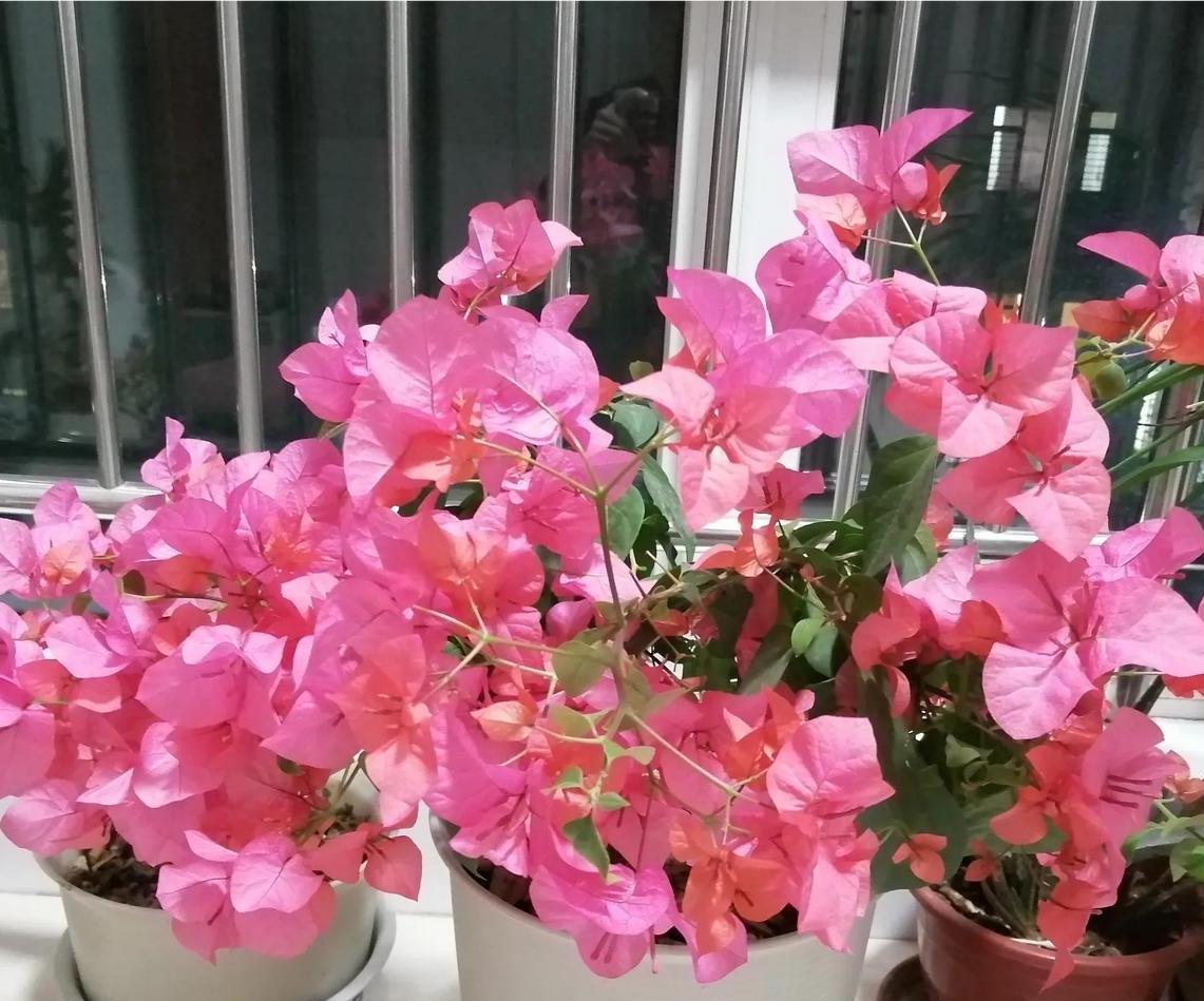 我是网购的三角梅。你这颜色更漂亮。