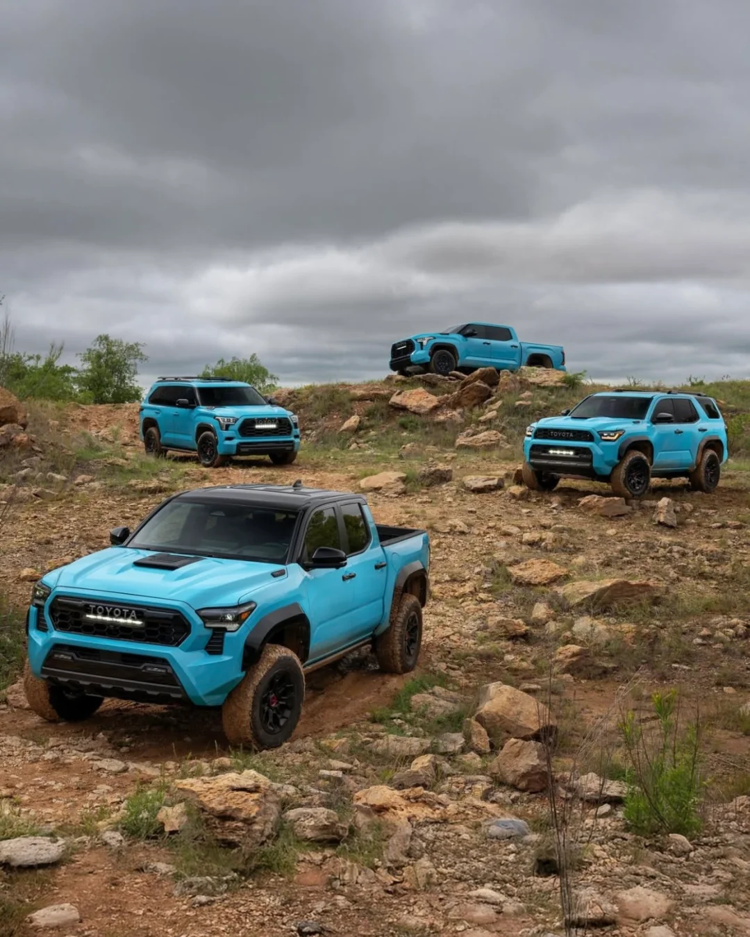 山里发现了四只特殊的“蓝精灵”❗️