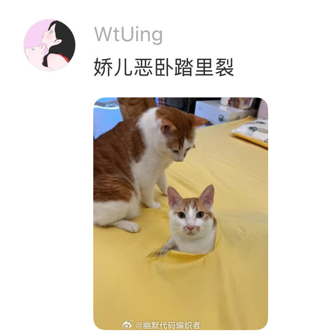 论猫对蚊帐的喜爱程度 ​（​​​