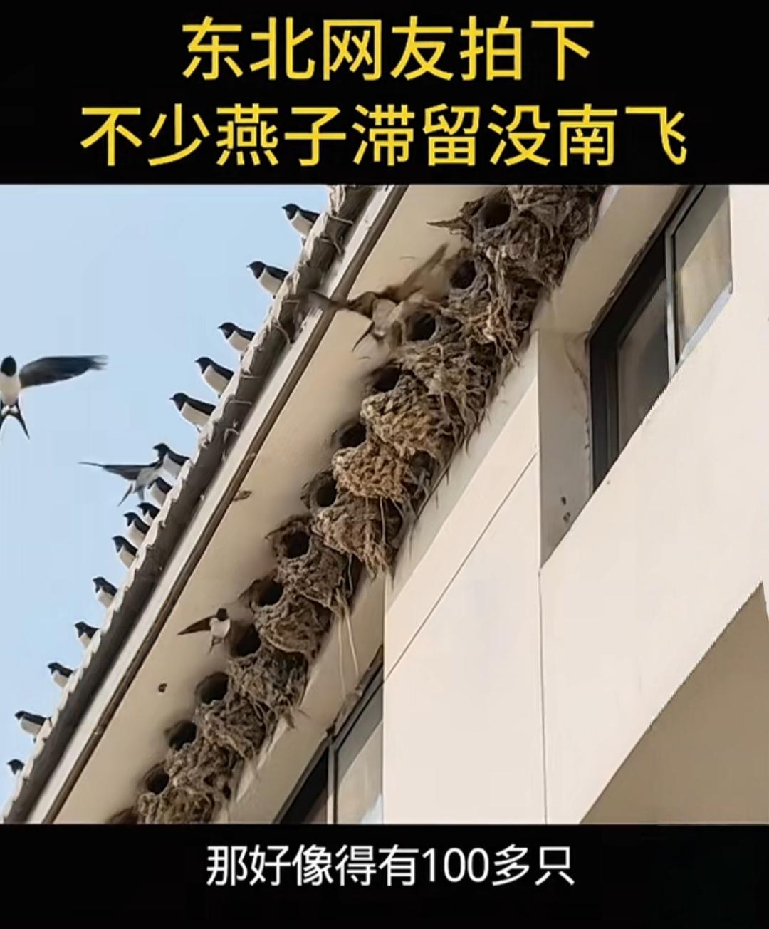 东北网友懵了：都12月了，上百只燕子赖着不走，最后结局太揪心。
 
这几天东北网