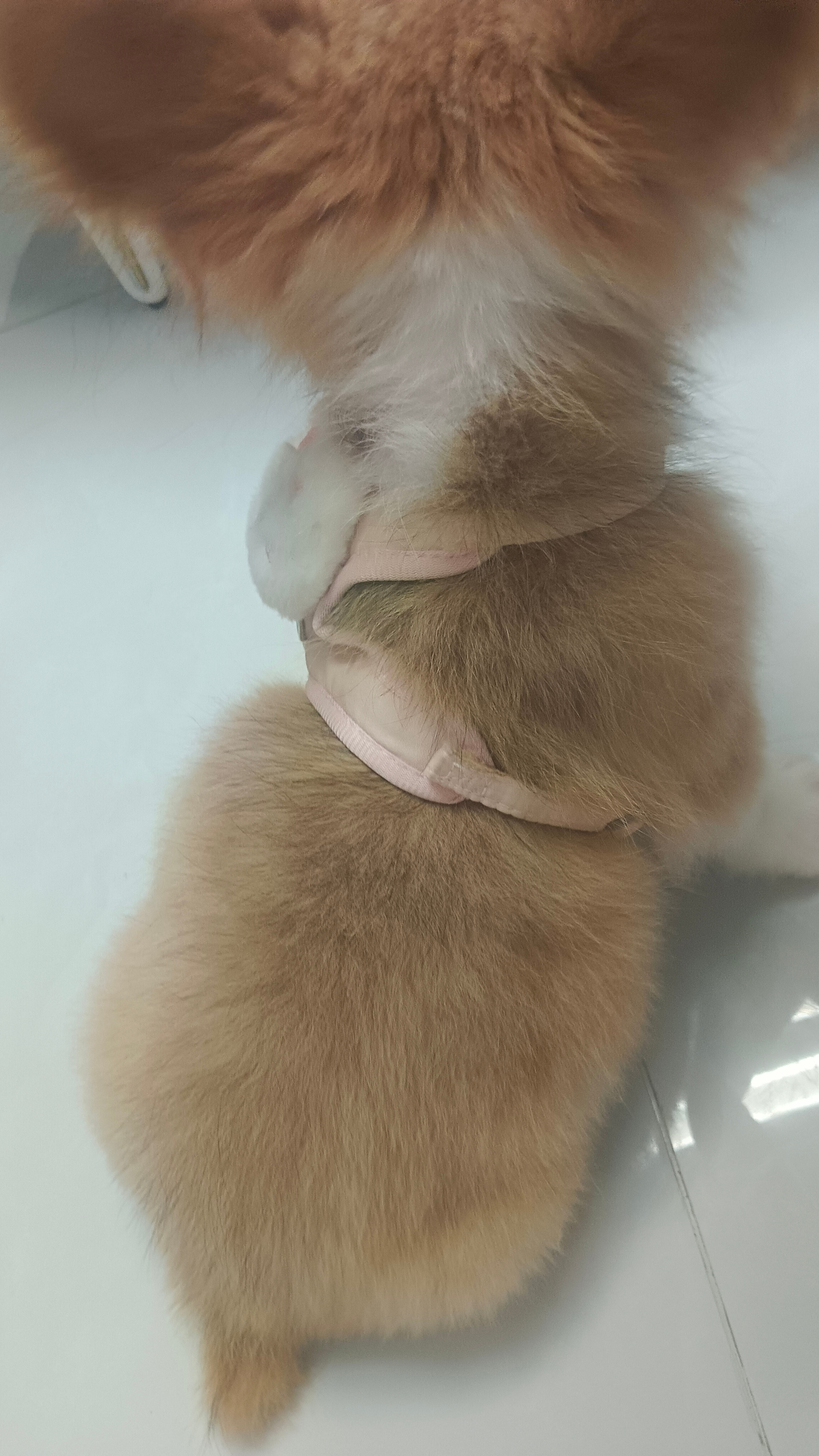 大肥猪来了 