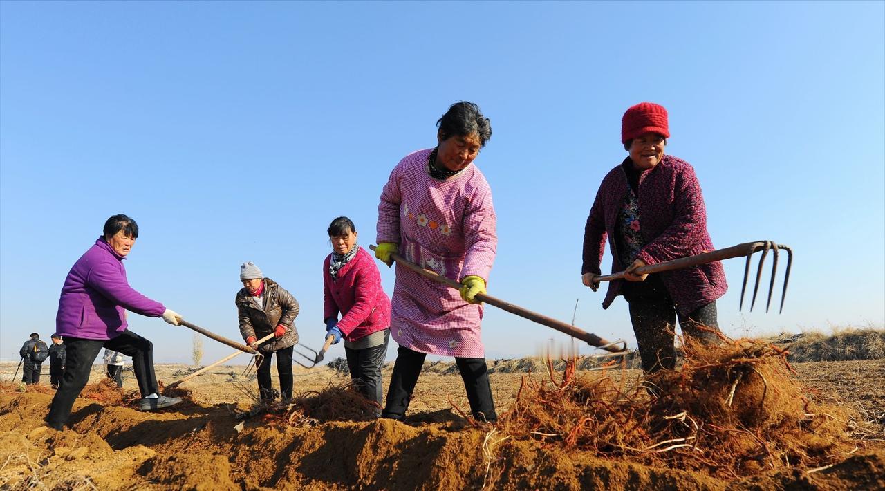 山东德州，男子无意间发现村里的土地，被卖掉了，可自己和村民们却蒙在鼓里，正常耕种