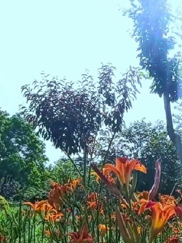 我认为喜欢！
夏天，天地间的一切都进入了蓬勃繁茂的状态。
之所以喜欢夏天，就是喜