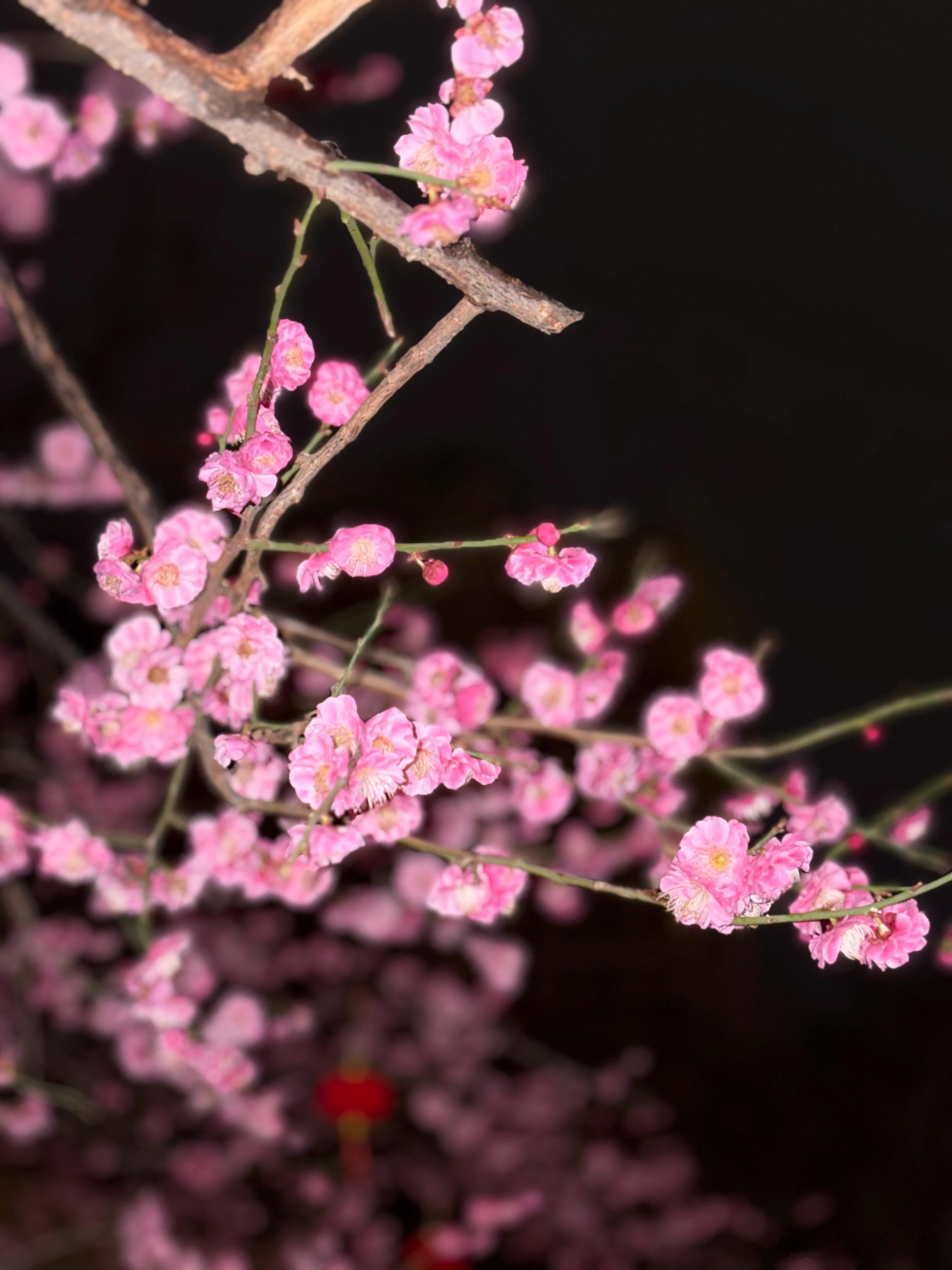 小区中央这株梅花开的真好 下雨了香味更浓了 