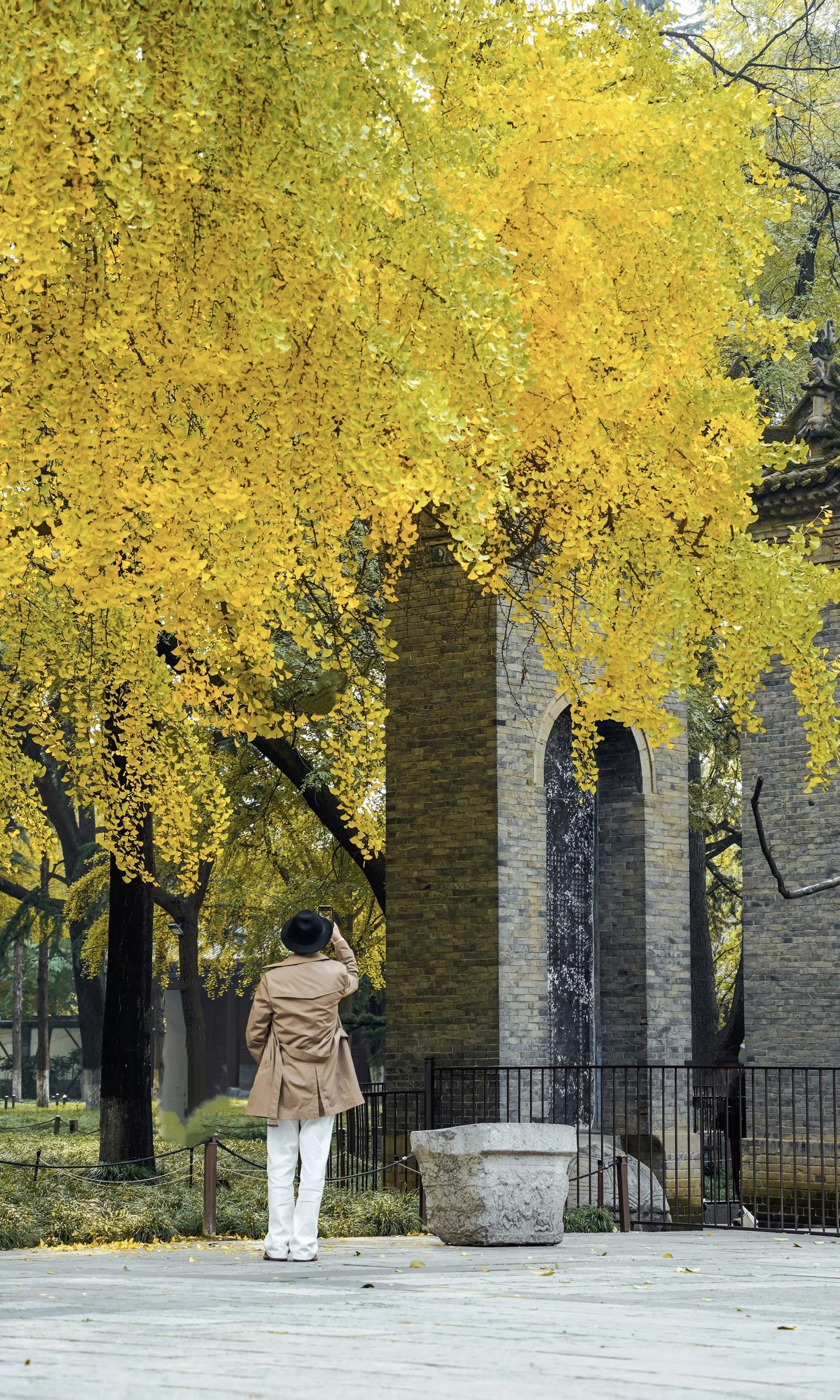 一年去无数次的小雁塔🍁秋天到底有多美❗️。秋天真是一个浪漫得季节 全...